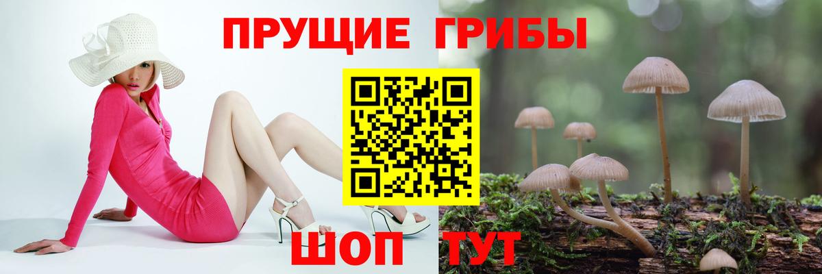 купить наркотик  Вход с VPN  Михайловск  Галлюциногенные грибы Cubensis 